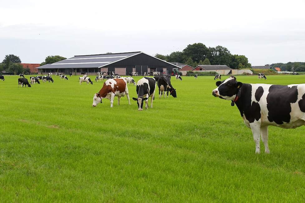 Vers gras de bron van goede productie