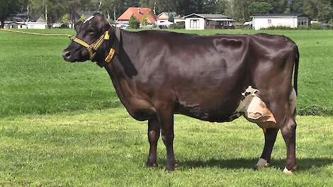 Lobje 2992 haalde al tweemaal de finale van De Beste Boerenkoe.