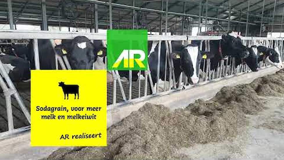 Melkveehouder over Sodagrain | Hoge melkproductie en gezonde koeien