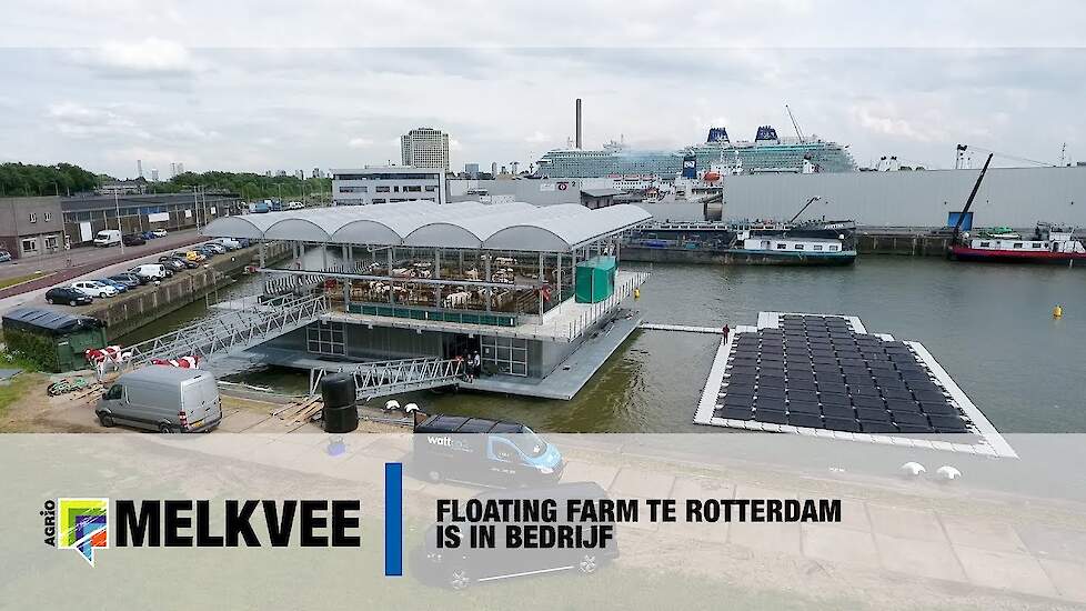 Koeien op Floating Farm in Rotterdam