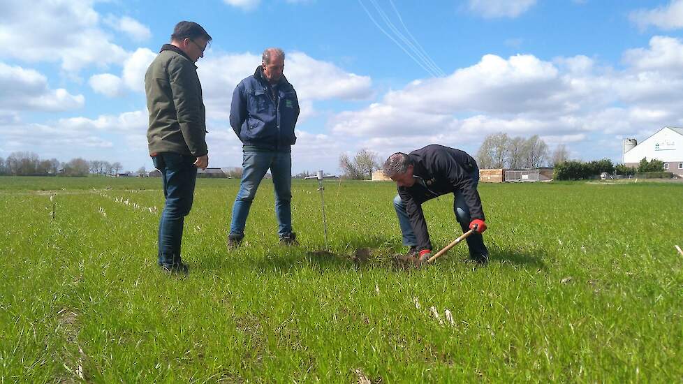 Ten Hove, Van Gurp en Bil (links) gaan nog even naar het betreffende Topmaïsperceel. De groenbemester begint al aardig te groeien. De loonwerker wil het gras niet spuiten maar verkleinen en straks niet-kerend onderwerken. Hij wacht nog even zodat de jonge