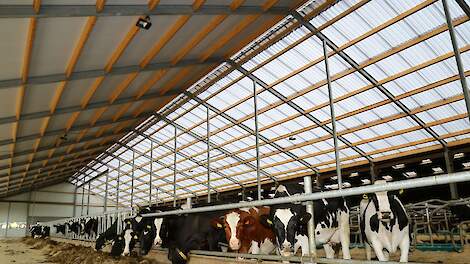 Melkvee Praktijk › Te veel licht in zomermaanden voor droge koe - Melkvee