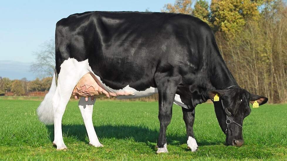 Kittie 108 van de VOF Sijben-Lijten uit Neerkant (NB) is een dochter van de roodbonte Delta Potter P. Ondanks zijn relatief lage fokwaarde levensduur van 241 dagen (zwartbontbasis) zag de stier zijn aanhoudingsgetal van 108 in december stijgen naar 111 nu