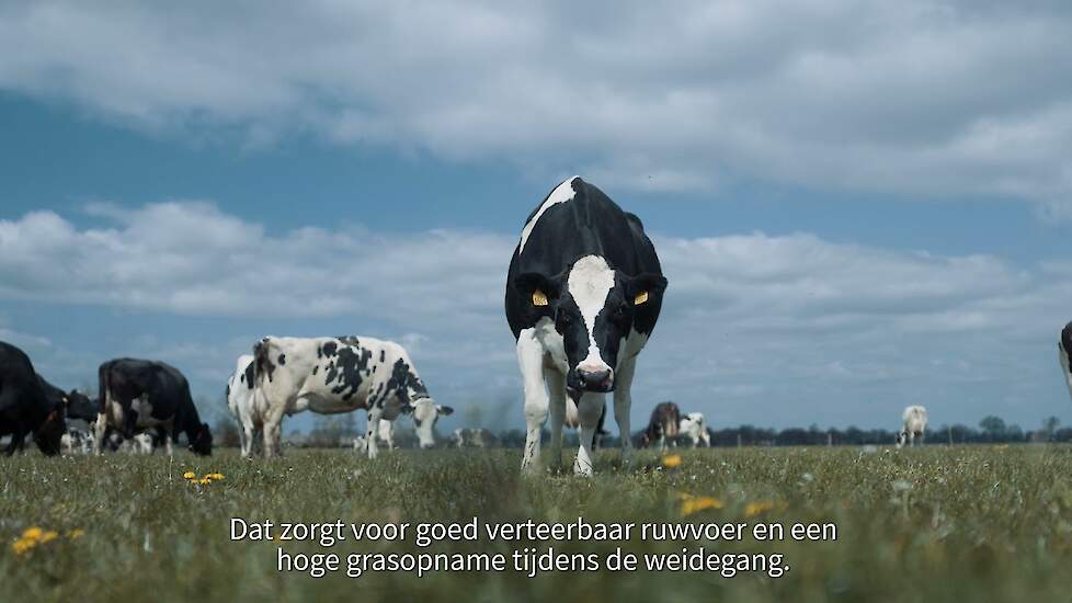 Winnaar Agroscoopbokaal Melkvee 2021: Maatschap Boesenkool-Hol Rouveen