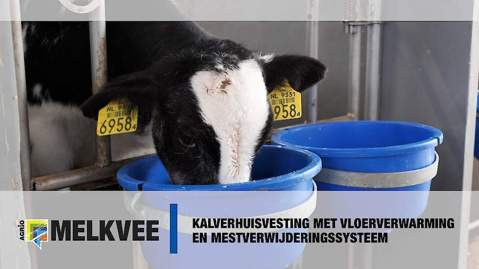 Kalverhuisvesting met vloerverwarming en mestverwijderingssysteem