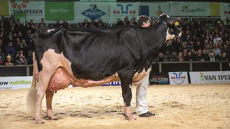 New Moore Esmeralda 38 won als honderdtonner het algemeen kampioenschap zwartbont op de HHH-show van 2019.