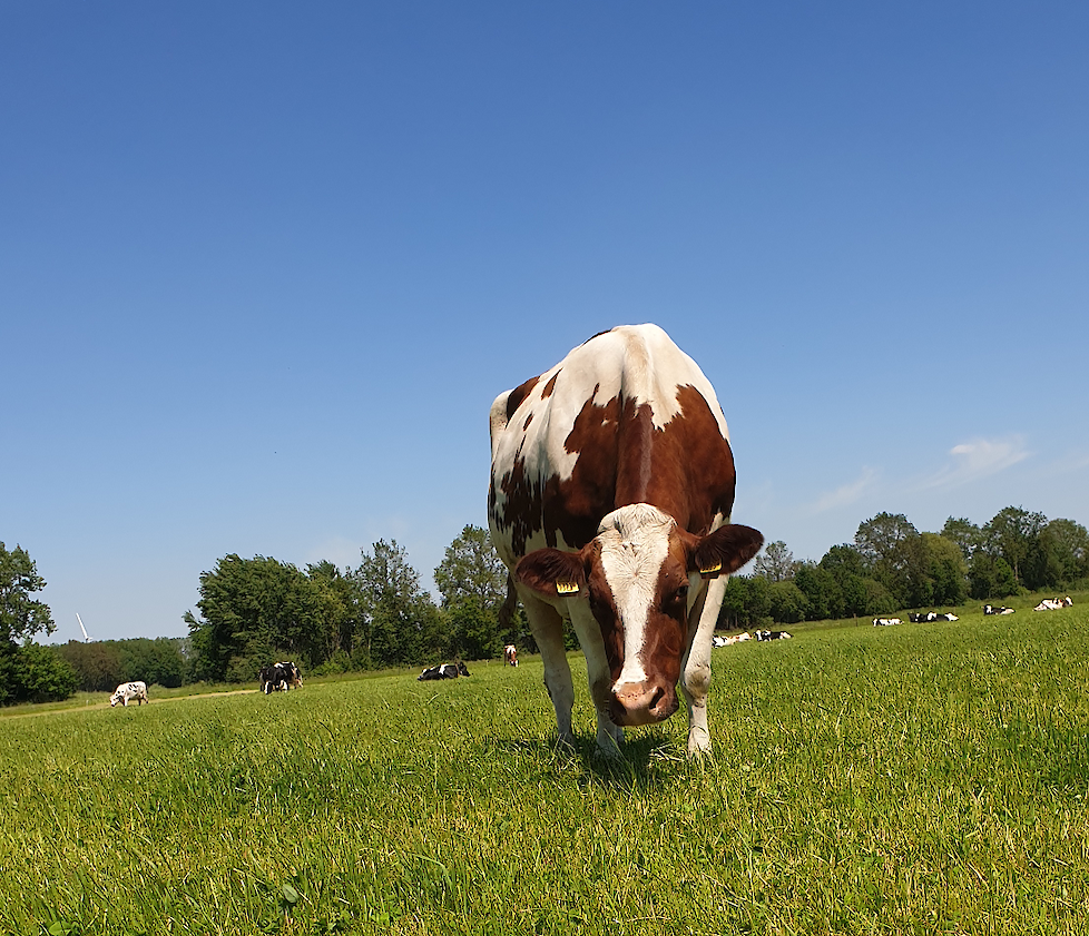 Het mengsel COUNTRY MultiLife 16 zorgt voor een dichte, smakelijke, zode die goed wordt gevreten.