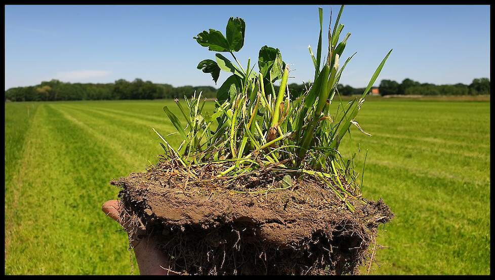 Soortenrijk grasland zorgt voor een intensieve en diepe beworteling. Dit verbetert de bodem en zorgt voor een gewas dat tegen een stootje kan.
