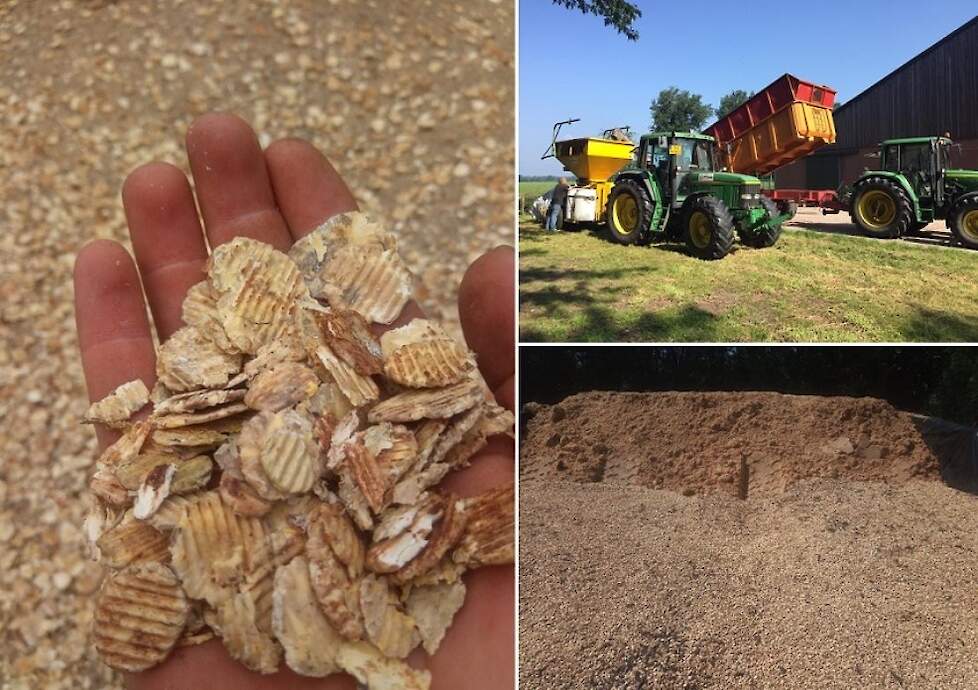 Geplette TUNDRA winterveldbonen, na het pletten ingekuild met een laag van 80 cm bierbostel daar bovenop.