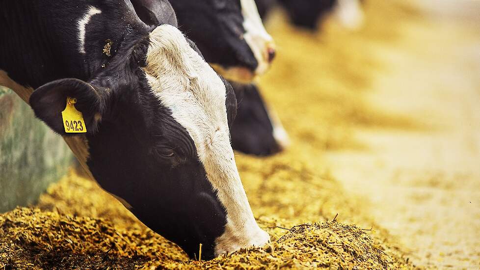 Wat zijn de gezondheids- en financiële gevolgen van een verstoorde pH-waarde in de pens?