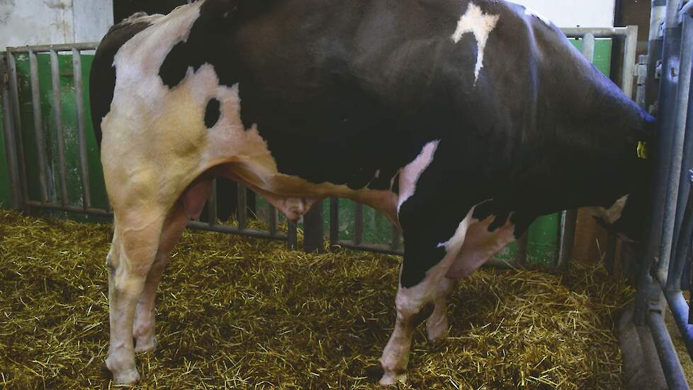 Een vier jaar oude stier tijdens een aanval van kramperigheid. In tegenstelling tot bij een strekpoot toont het dier hierbij ook een kromme rug.
