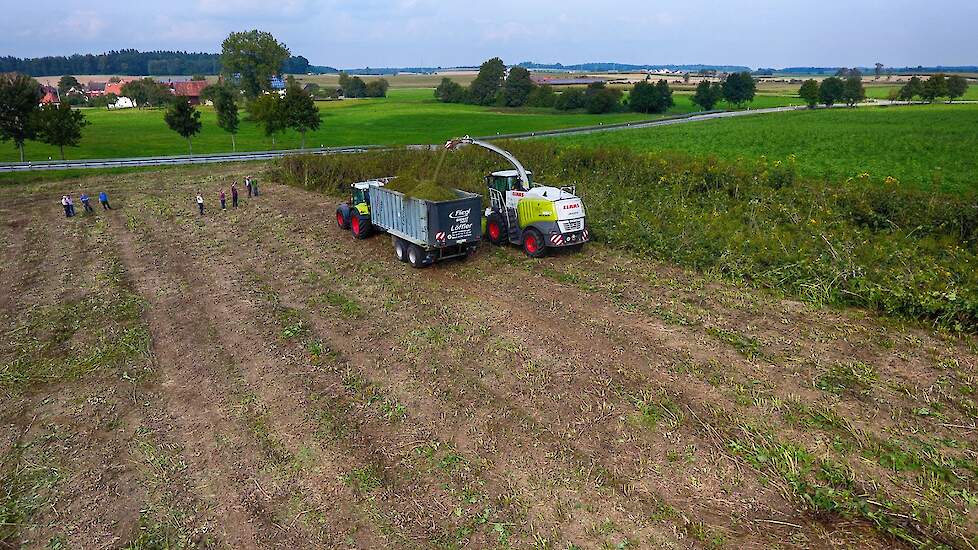 In Duitsland staat er circa 8000 tot 9000 ha silphie, voornamelijk voor biovergisting.