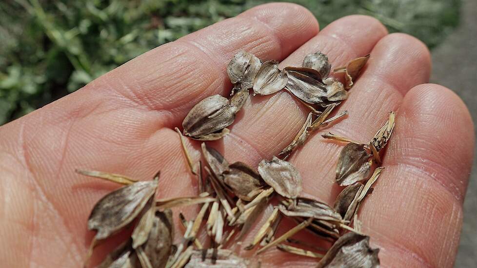 De zeer lichte zaadjes worden met de hand geoogst; zaaizaad kost daardoor 450 euro per kilo.