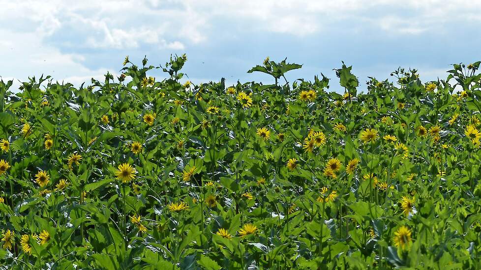 Het gewas is goed voor de biodiversiteit; het is een goede waardplant voor bijen en vlinders.