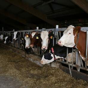 Eén groep krijgt natuurhooi, de start up groep krijgt een gemengd rantsoen van droogstands premix, gehamerd stro en graskuil.