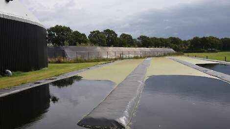 Melkveehouder Erik Back experimenteert met eendenkroos - Melkvee