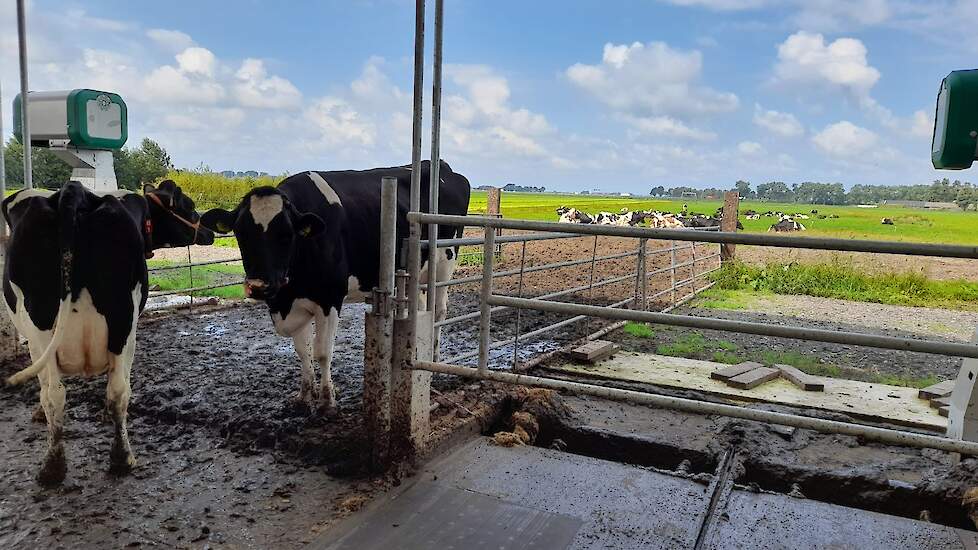 Via de achterkant van de stal kunnen de melkkoeien de wei in.