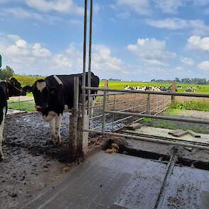 Via de achterkant van de stal kunnen de melkkoeien de wei in.