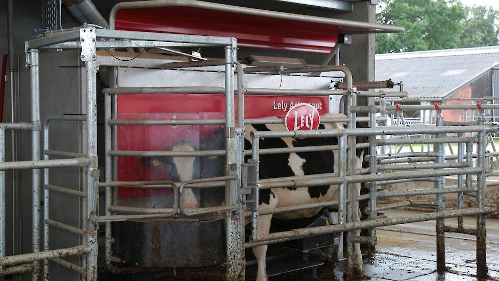 De koeien worden gemolken door twee Lely A5-melkrobots.