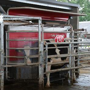De koeien worden gemolken door twee Lely A5-melkrobots.