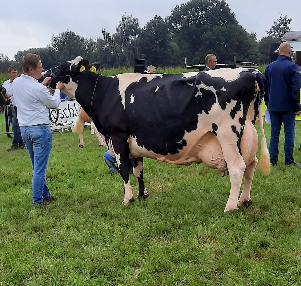 Hillie 20 (v Altaspot), de kampioen zwartbont in Laren