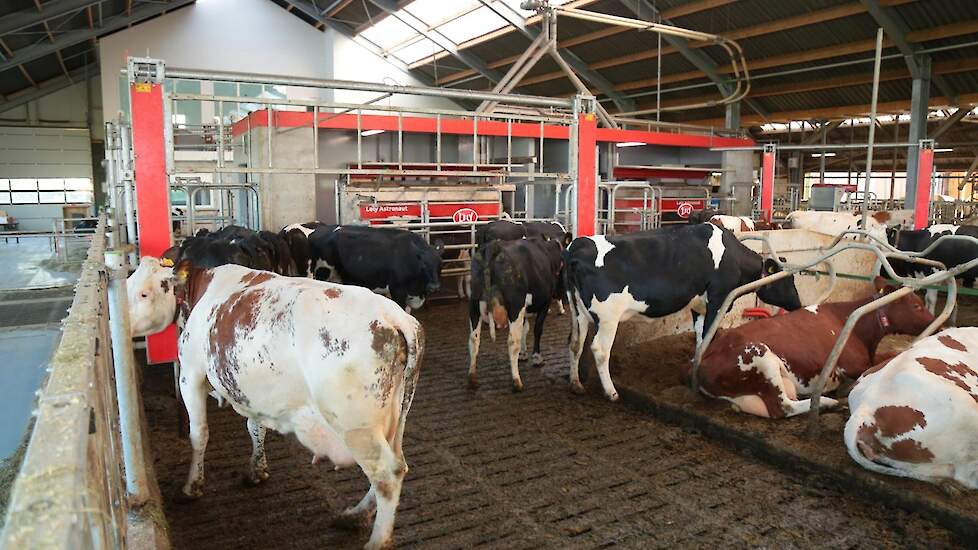 Melken met 2 Lely A5 Melkrobots met alle opties. Dat houdt in dat het celgetal en  vet- en eiwit gehalte gemeten worden in de robot. Daarnaast worden de melkbekers gereinigd met stoom en kan Van Eck in de robot twee krachtvoer soorten verstrekken en kan e