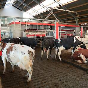 Melken met 2 Lely A5 Melkrobots met alle opties. Dat houdt in dat het celgetal en  vet- en eiwit gehalte gemeten worden in de robot. Daarnaast worden de melkbekers gereinigd met stoom en kan Van Eck in de robot twee krachtvoer soorten verstrekken en kan e