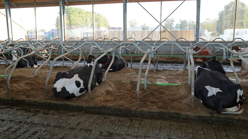 De familie van Eck koos voor diepstrooiselboxen voor de melkkoeien. Bij keuze van de ligbox was het voor de familie belangrijk dat de pens van de koe goed vrij kon liggen maar wel mooi recht.