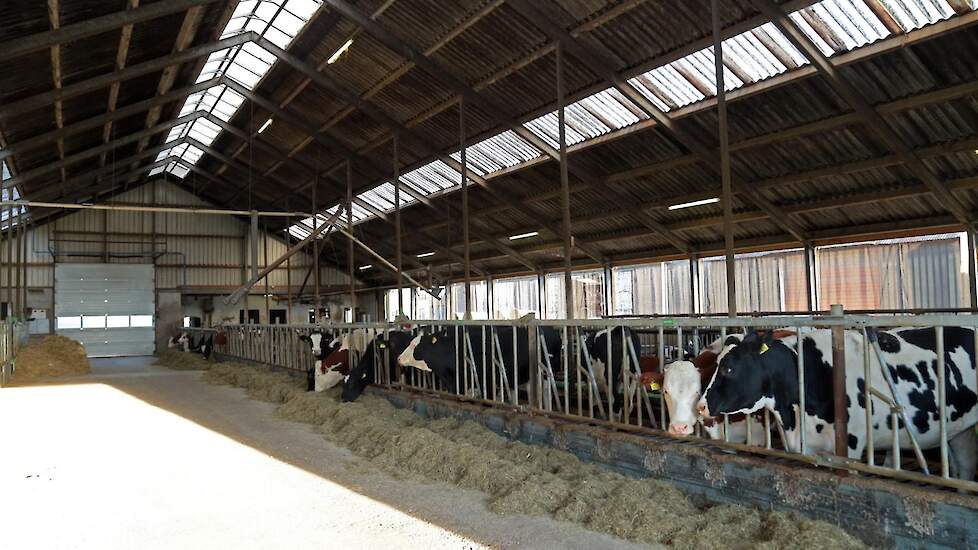 Het jongvee en de droge koeien staan in het oude gedeelte van de stal. Deze is tegelijk met de nieuwbouw opnieuw ingericht zodat deze weer up-to-date is.