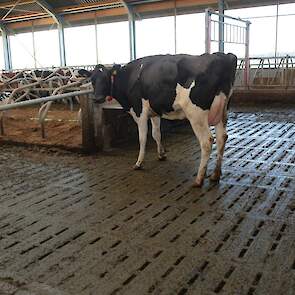 De halsband van de koeien meet haar activiteit, heeft vreet en herkauwmonitoring en maakt het mogelijk de koeien te localiseren in de stal.