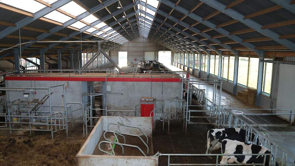 Achter de robot kunnen de koeien gesepareerd worden naar een seperatiehok of een strohok. Vanaf daar kan de familie de droge koeien ook makkelijk naar het oude gedeelte van de stal verplaatsen.