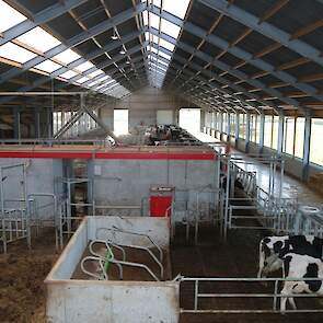 Achter de robot kunnen de koeien gesepareerd worden naar een seperatiehok of een strohok. Vanaf daar kan de familie de droge koeien ook makkelijk naar het oude gedeelte van de stal verplaatsen.