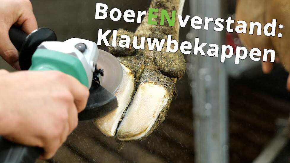 Klauwbekappen met de nieuwe klauwbekapbox van Erik - BoerENverstand