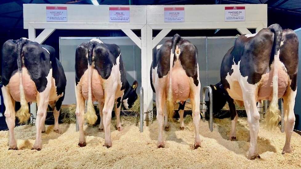 Semex Holland toont een viertal krachtige dochters van de Canadese stier Adorable, die maar liefst 115 scoort voor uiers. "Degelijke, sterk gebouwde boerenkoeien met een spiertje extra", zegt Johannes Schipper van Semex.  Deze Supershot-zoon heeft inmidde