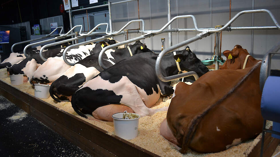 In de stand van KI Kampen ligt een groep van de roodfactorstier De Volmer Dropshot rustig te herkauwen. Het zijn ruime, open koeien, fraai van type, en stevig genoeg om tegen een stootje te kunnen. Wel een stier om te gebruiken op koeien waarbij het onder