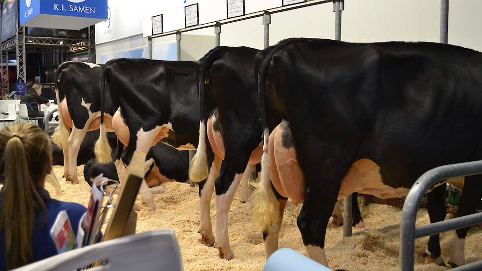 KI Samen toont een groep met drie dochters van de stier Slash, én z'n moeder, rechts vooraan op de foto: de excellente Sandra 2.  Slash (Balu x Malki x Minos) is gefokt door de familie Van de Riet uit Markelo.