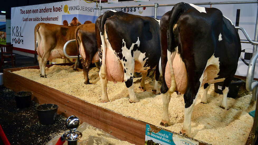 Op de ProCross-stand van Koole en Liebregts valt een gruwelijk beste koe op: Leida 202, half Montbéliarde, half Holstein. Ze is zesdekalfs, voorspeld op ruim 16.000 kilo melk, en ze geeft momenteel dik 53 liter daags, met 4,15 vet en 3,60 eiwit.