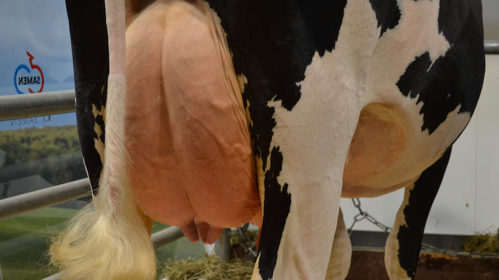 Slash staat bekend als pinkenstier. Hij vererft laatrijpe dochters met positieve gezondheidskenmerken, looft KI Samen. Hij scoort uitstekend op uiergezondheid (106), speenlengte, ophangband, achterspeenplaatsing en achteruierhoogte. Klein minpuntje is de