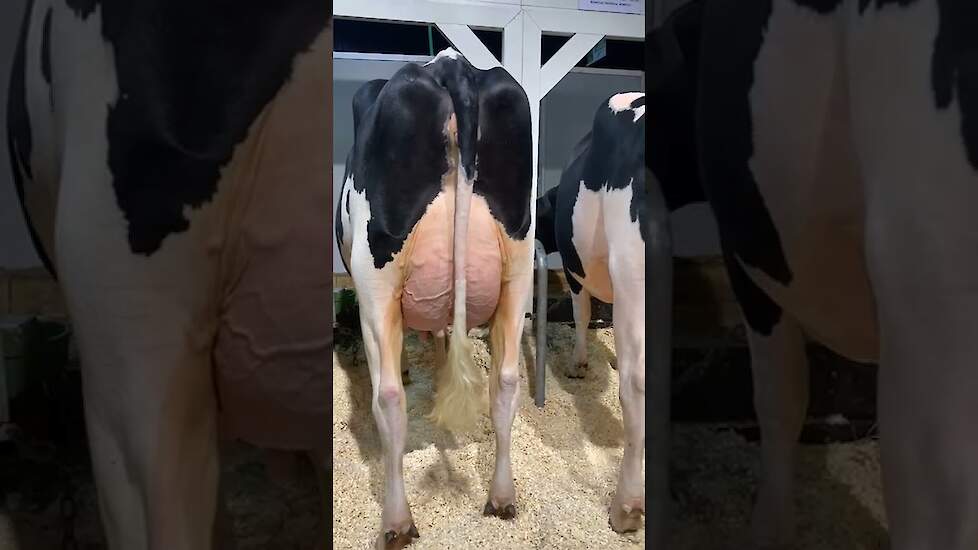 Dochtergroep van de Semex-stier Adorable. Hij scoort een NVI van 254 met maar liefst 115 punten voor uiers.
