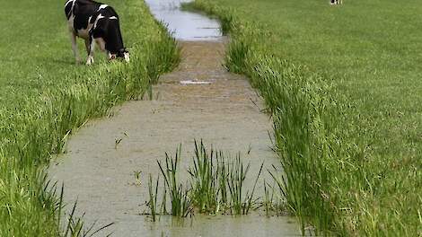Een van de maatregelen zijn bufferstroken van 2 meter langs watergangen. Vanaf 2023 mogen deze niet meer bemest worden én tellen ze niet meer mee met de mestplaatsingsruimte.