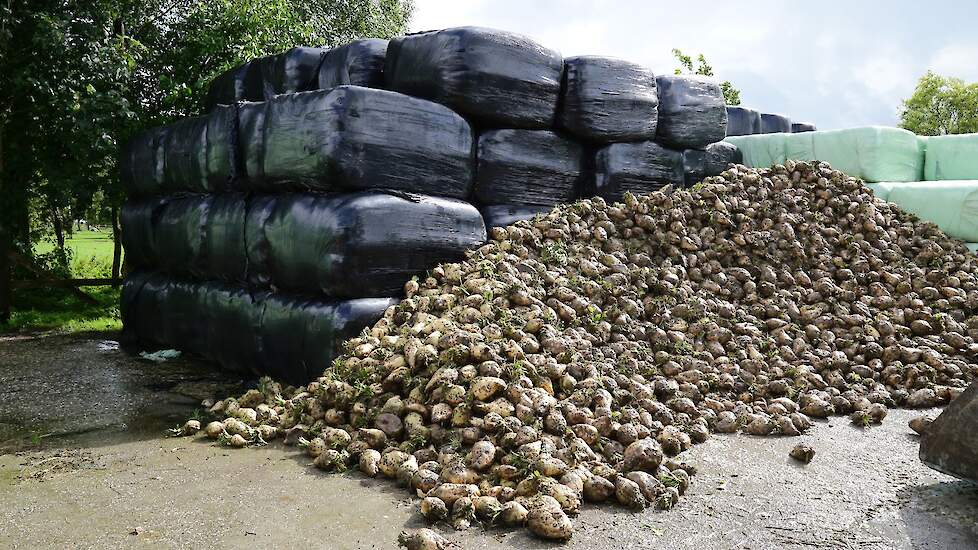 Door de eis in het 7e Actieplan Nitraat dat voor 1 oktober een vanggewas of winterteelt gezaaid moet worden, komt de voederbietenteelt onder druk te staan.