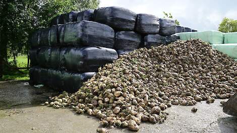 Door de eis in het 7e Actieplan Nitraat dat voor 1 oktober een vanggewas of winterteelt gezaaid moet worden, komt de voederbietenteelt onder druk te staan.