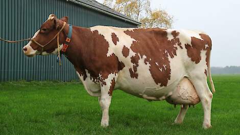 „Red Blackie 6 is voor mij de ideale koe", aldus Wilbert. „Ze is niet al te groot en heeft een breed kruis met voldoende ruimte voor het uier.”