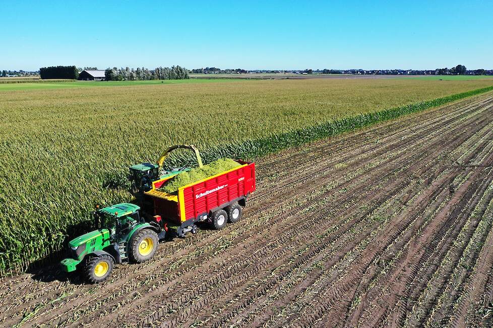 Een mooie vroege oogst van LG 31.205