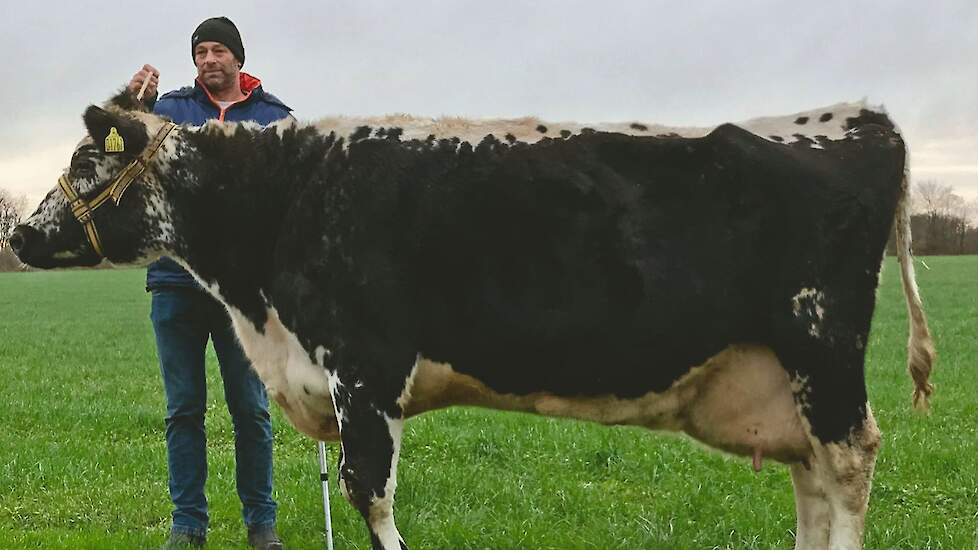 Aldert van der Spek met zijn 200.000 kilo-koe Nicoline, (Spektrum Niels x Esquimeau). Ze geeft nog zo’n 20 liter daags.