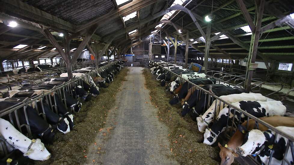 De ondernemers hebben plannen om het rechter gedeelte van de ligboxenstal te vervangen door nieuwbouw, waarna ze de Jerseys en Holsteins willen splitsen.