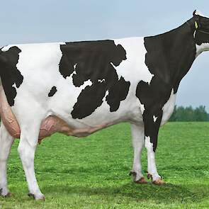 De moeder van Ranger, Ricky 8, op de foto als derdekalfs koe.