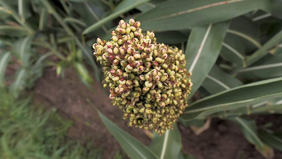 Sorghum: Vilomene | DSV zaden Nederland