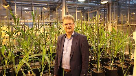 Limagrain › Focus op vroeg en verteerbaarheid - Melkvee