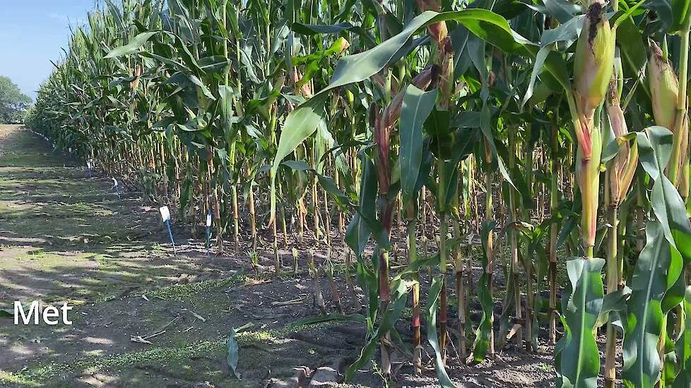 Mais proefvelden oogsten door LG | Maisoogst 2021 van start | LG Seeds